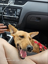 Abholung und Adoption des Hundes