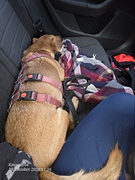 Joker unterwegs im Auto